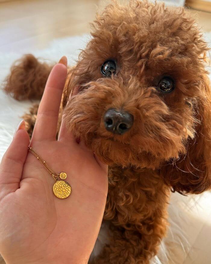 Owner presenting her puppy and her nose print necklace.
