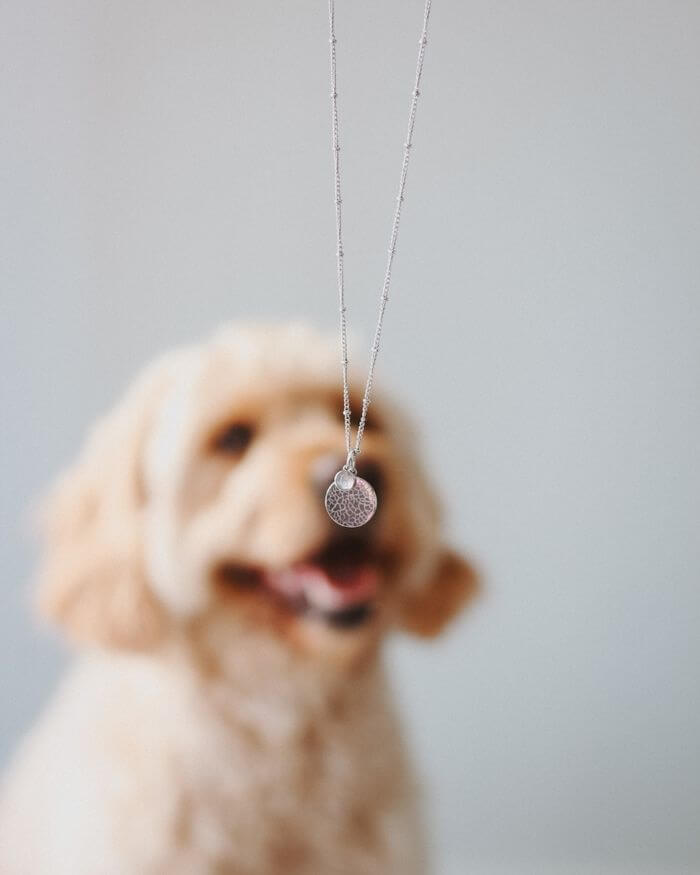 White gold nose print necklace hanging in front of a young Maltipoo.