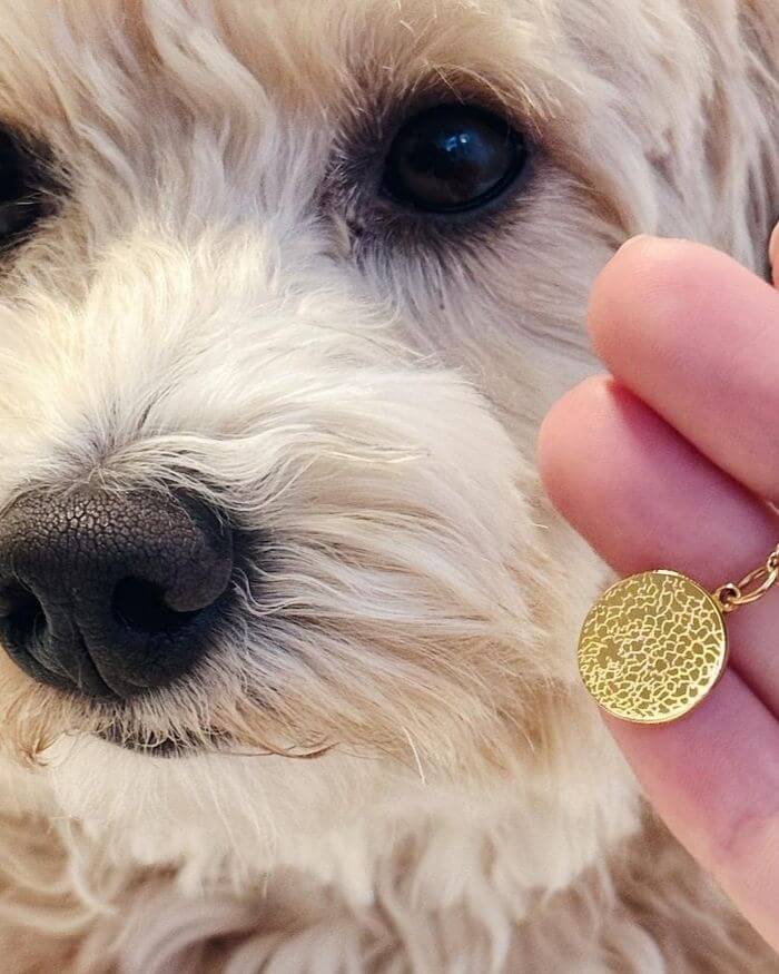 Nose print necklace next to a Maltipoo’s nose.