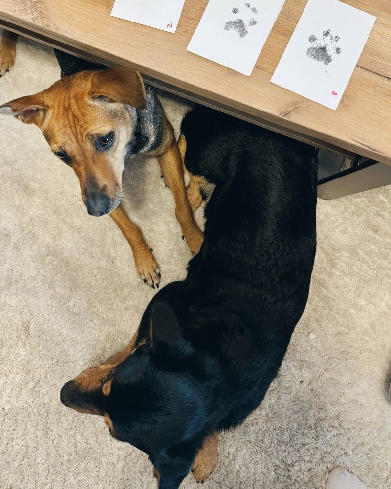 Two dogs lying next to their paw prints.